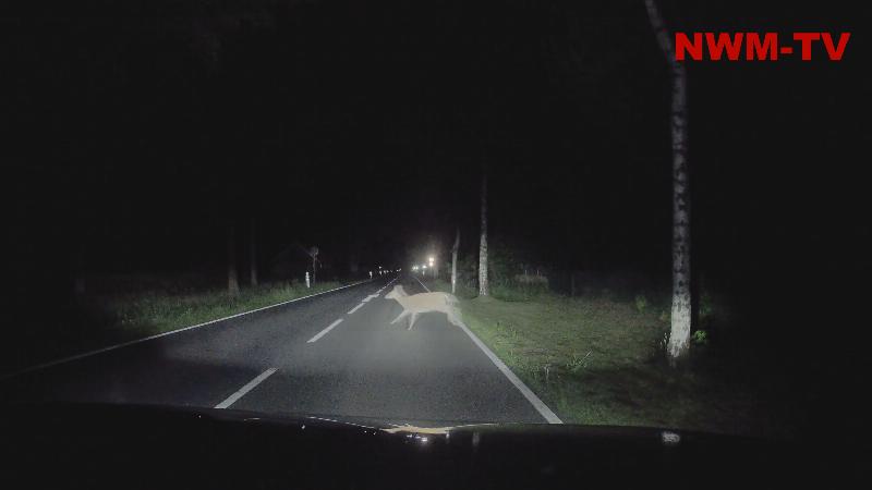 Mit dem Herbst steigt wieder die Gefahr für Wildunfälle - Berufsverkehr fällt in die Zeit der dämmerungsaktiven Tiere - Brunft beim Damwild - Polizei gibt Tipps wie man sich Verhalten sollte und wie man Unfälle vermeiden kann - ADAC zeigt eindrucksvoll in einem Versuchsaufbau wie wichtig eine angepasste Geschwindigkeit ist