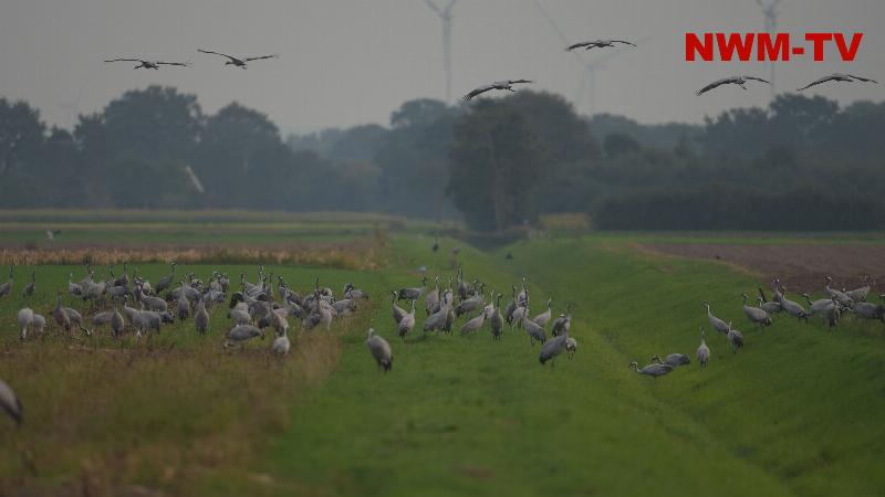 Bunter Himmel, Herbstmond und Tausende Kraniche: Naturschauspiel im Moor - Kranichrast nimmt Fahrt auf -  tagsüber sind die Tiere auf den Feldern auf Futtersuche, zum Sonnenaufgang fliegen sie in Schwärmen in ihre Schlafquartiere im Moor - der Herbstvollmond kämpft sich durch Wolken um dann strahlend hell am Himmel zu leuchten