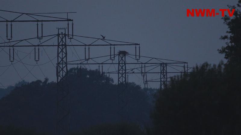 Seltener Würgfalke bei Diepholz gesichtet - der seltene Großfalke ist eigentlich in den Steppen- und Halbwüstenregionen Osteuropas und Zentralasien heimisch - einige Vogelbeobachter nehmen teils mehrere Stunden Anfahrt in Kauf um den besonderen Vogel beobachten zu können
