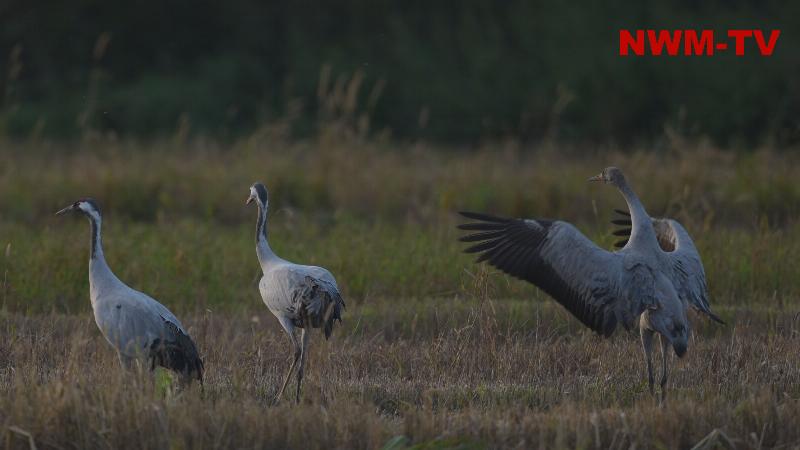 Tausende Kraniche und Gänse zur Rast in der Diepholzer Moorniederung - auf dem Weg in ihre Winterquartiere im Süden stärken sich die Zugvögel in den weitläufigen Moorgebieten für den anstrengenden Flug - kurz vor dem Höhepunkt sind aktuell aber deutlich weniger Tiere in der Region als in den Vorjahren