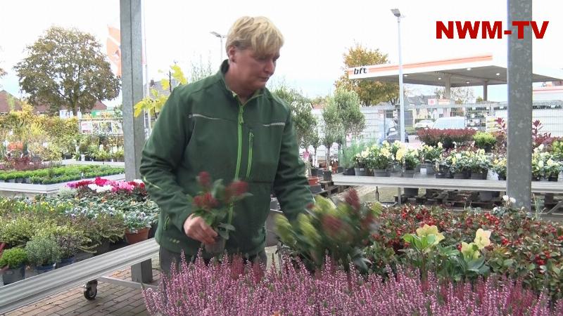 Vor Allerheiligen, Allerseelen und Totensonntag: Welche Pflanzen Gräber im Winter schmücken – Floristin Daniela Diers erklärt, warum Angehörige rechtzeitig pflanzen sollten und wie sich Grabstätten pflegeleicht gestalten lassen