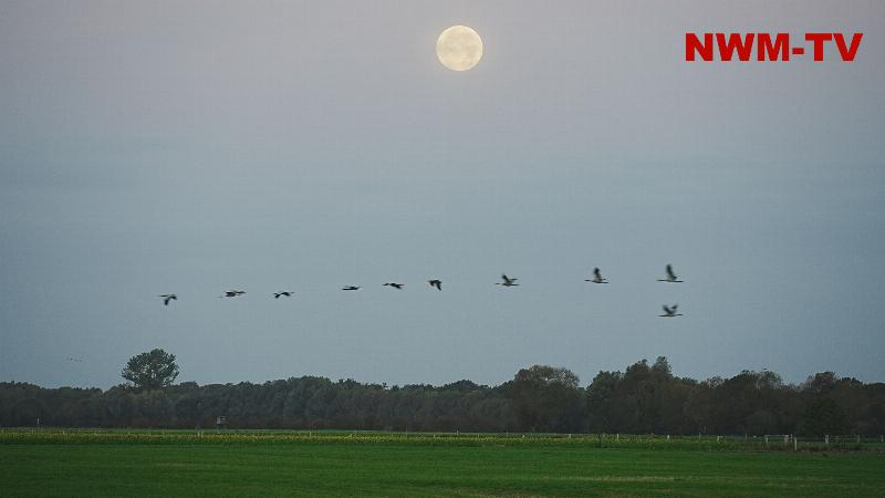 Kranichrast trifft auf Hunter´s Moon - Kranich- und Gänseschwärme fliegen am Oktobervollmond vorüber - der Vollmond im Oktober wird auch Jägermond genannt - Zehntausende Kraniche und Gänse aktuell zur Rast in der Diepholzer Moorniederung - wunderschöner Sonnenaufgang mit an der Sonne vorbeiziehenden Vogelschwärmen